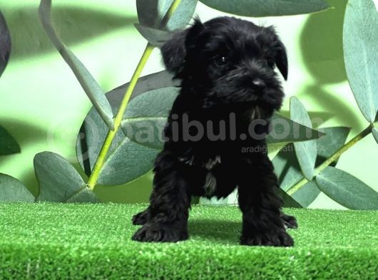Irk Ve Sağlik Garanti̇si̇yle Mi̇nyatür Schnauzer Yavrular görsel