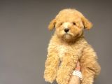 SEVİMLİ TOY POODLE BEBEĞİMİZ