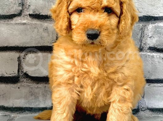 Gerçek Orji̇nal Malti̇poo Bebekler Poodle Ayarinda