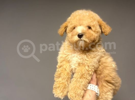 Sevi̇mli̇ Toy Poodle Bebeği̇mi̇z görsel
