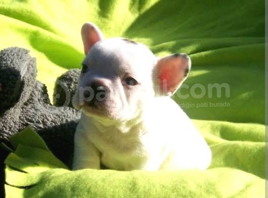 Albino French Bulldog Yavrular görsel