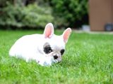 Albino French Bulldog Yavrular