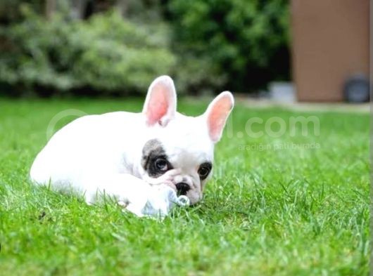 Albino French Bulldog Yavrular görsel