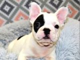 Albino French Bulldog Yavrular
