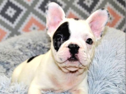 Albino French Bulldog Yavrular görsel
