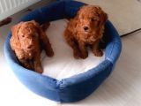 Baldan Tatlı Redbrown Toy Poodle Yavrularımız