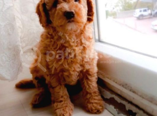 Süt Oğlan Toy Poodle Yavrumuz görsel