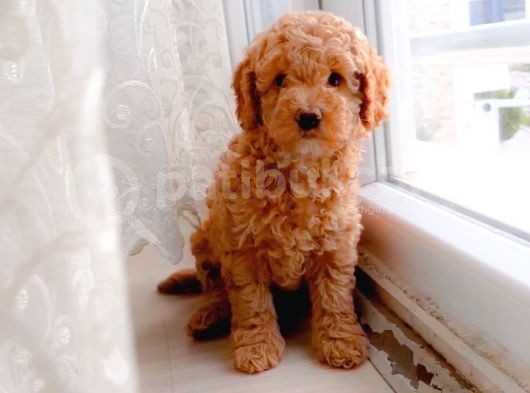 Süt Oğlan Toy Poodle Yavrumuz