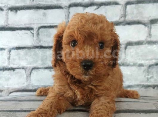 En Özel Renklerde Red Brown Toy Poodle Yavrularimiz