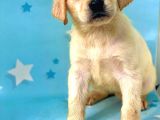 Muhteşem Labrador Retriever Dişi Ve Erkek Yavrularımız