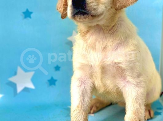 Muhteşem Labrador Retriever Dişi Ve Erkek Yavrularımız görsel