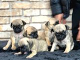 A Kalite Pug Mops Yavruları
