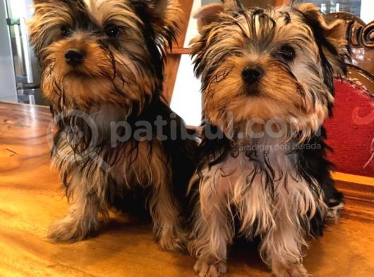 Wc Eğitimli Tea Cup Yorkshire Terrier Yavrularımız