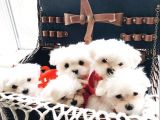 Teacup Maltese Terrier Bebekler