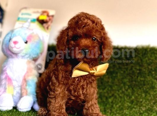 Kore Kani Tuvalet Eği̇tmli̇ Poodle Bebekleri̇mi̇z görsel