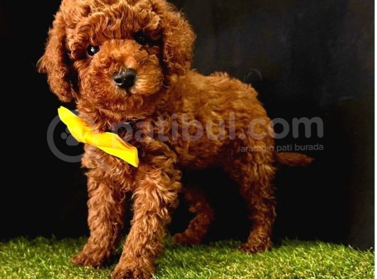 Kore Kani Tuvalet Eği̇tmli̇ Poodle Bebekleri̇mi̇z görsel