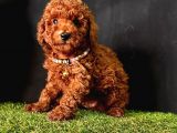 KORE KANI TUVALET EĞİTMLİ POODLE BEBEKLERİMİZ