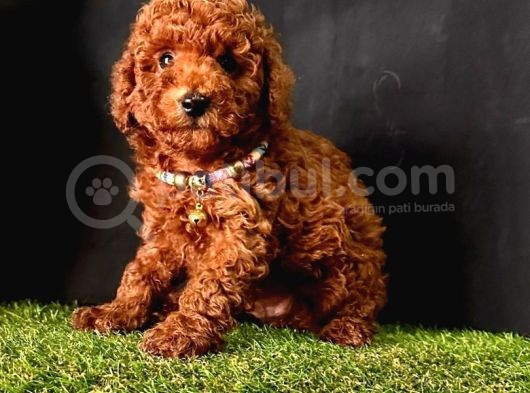 Kore Kani Tuvalet Eği̇tmli̇ Poodle Bebekleri̇mi̇z