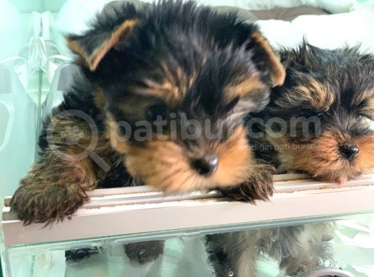 Wc Eğitimli Tea Cup Yorkshire Terrier Yavrularımız görsel