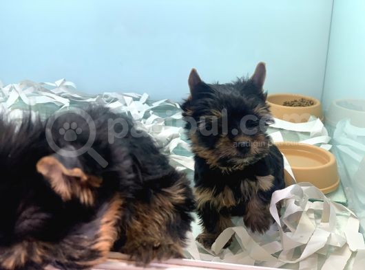 Wc Eğitimli Tea Cup Yorkshire Terrier Yavrularımız görsel