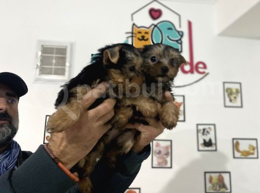 Wc Eğitimli Tea Cup Yorkshire Terrier Yavrularımız görsel