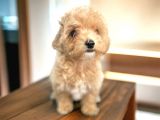 En  güzel mini maltipoo yavrularımız