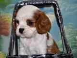 Kalp Desenli̇ 0 Numara Küt Burun Şecereli̇ Yavru Köpekler