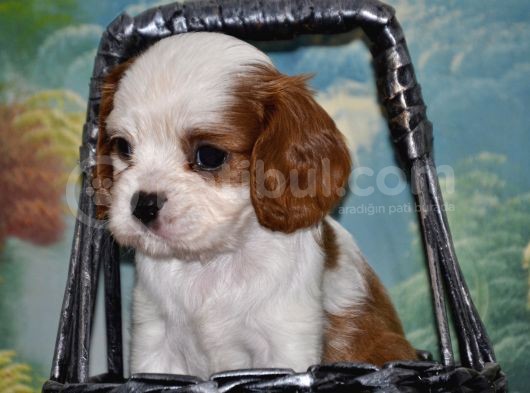 Kalp Desenli̇ 0 Numara Küt Burun Şecereli̇ Yavru Köpekler görsel