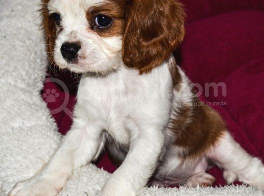 Kalp Desenli̇ 0 Numara Küt Burun Şecereli̇ Yavru Köpekler