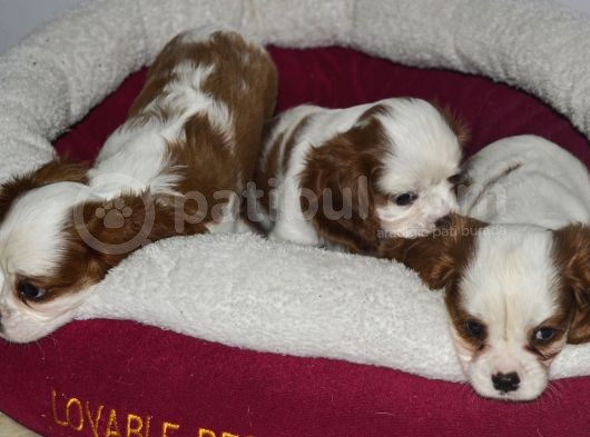 Kalp Desenli̇ 0 Numara Küt Burun Şecereli̇ Yavru Köpekler görsel