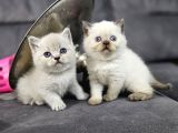 Aile Sıcaklığnda Büyüyen  Scottish Fold British Yvrlr