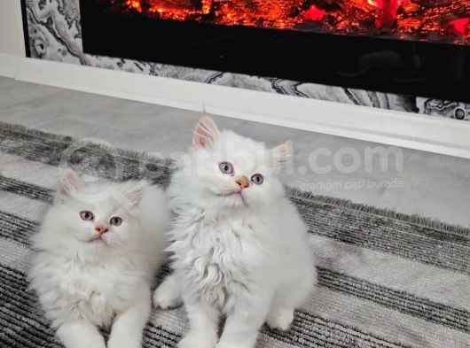 Aile Sıcaklığnda Büyüyen  Scottish Fold British Yvrlr görsel