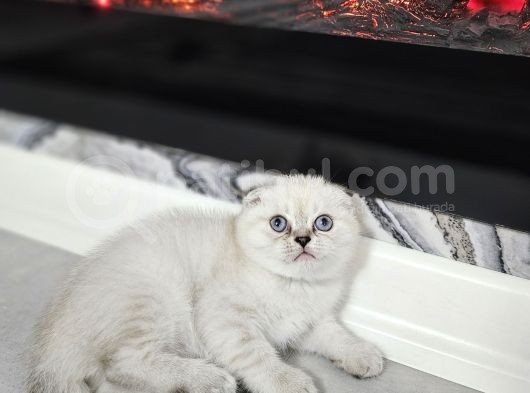 Aile Sıcaklığnda Büyüyen  Scottish Fold British Yvrlr