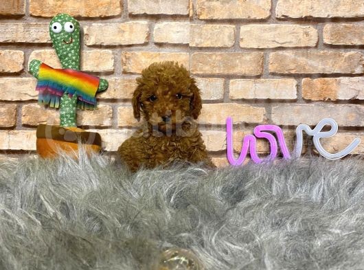 Sevimli Toy Poodle Yavrularımız görsel