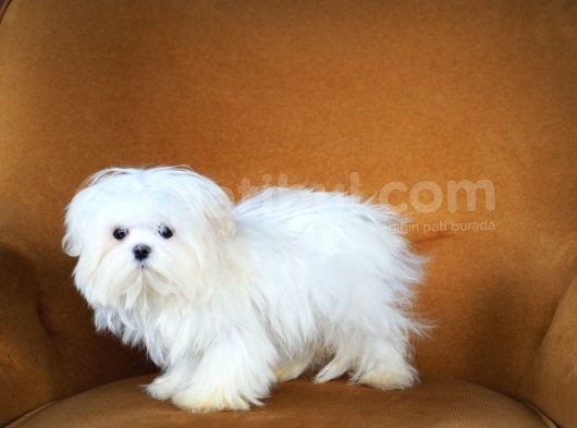 Kore Maltese görsel