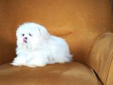 Kore Maltese