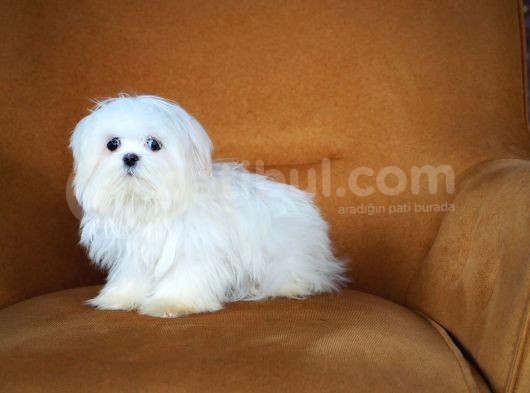 Kore Maltese görsel