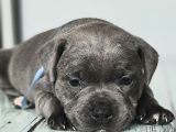 Orjinal Staffordshire Bull Terrier Yavruları