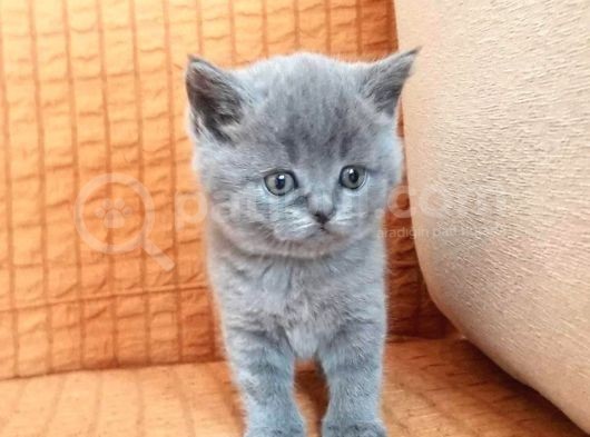 Bri̇ti̇sh Yavrularimiz Evi̇ni̇zi̇n Neşesi̇ Olacaktir görsel