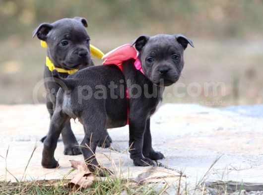 Orjinal Staffordshire Bull Terrier Yavruları görsel