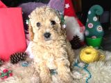 IRK VE SAĞLIK GARANTİLİ SHOW KALİTE TOY POODLE BEBEKLER