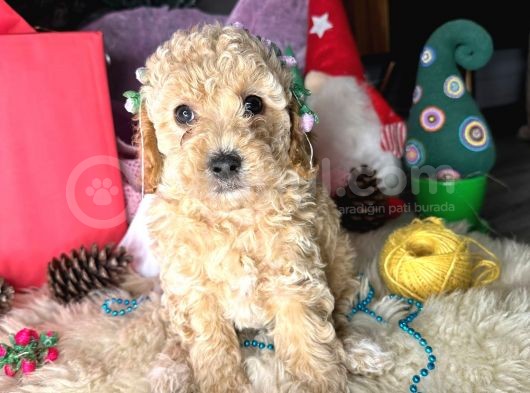 Irk Ve Sağlik Garanti̇li̇ Show Kali̇te Toy Poodle Bebekler