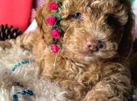 Irk Ve Sağlik Garanti̇li̇ Show Kali̇te Toy Poodle Bebekler görsel
