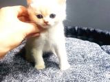 Bri̇ti̇sh Yavrularimiz Evi̇ni̇zi̇n Neşesi̇ Olacaktir