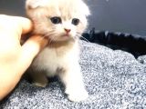 Bri̇ti̇sh Yavrularimiz Evi̇ni̇zi̇n Neşesi̇ Olacaktir