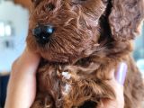 Erkek toy poodle yavruları