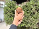 Toy Poodle En Küçük Yavrular Ve Renk Seçenekleri