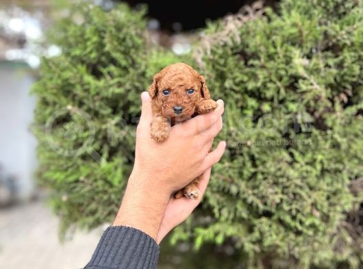 Toy Poodle En Küçük Yavrular Ve Renk Seçenekleri görsel