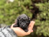 Toy Poodle En Küçük Yavrular Ve Renk Seçenekleri