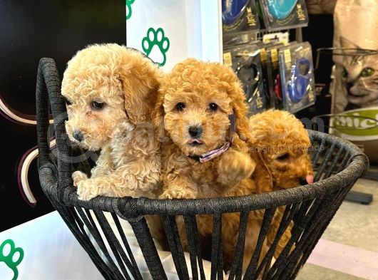 Boy Kg Garanti̇li̇ Kivir Kivir Poodle Bebekler görsel
